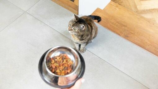 Senior cat being fed dry food in a bowl